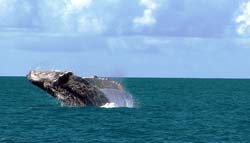 Abrolhos1_Amnemona