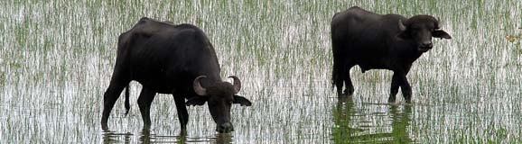 Header_Wasserbüffel_Marajo