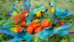 Ilha Mexiana