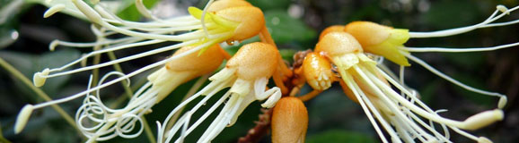 kakao blüten1