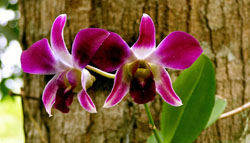 Manaus_Botanischer Garten