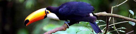 pantanal