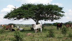 Sao Paulo_Hinterland