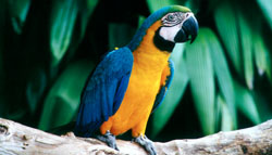 vogelpark_papageio